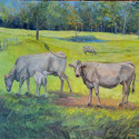 Morning Graze, 20x30, oil. Sold